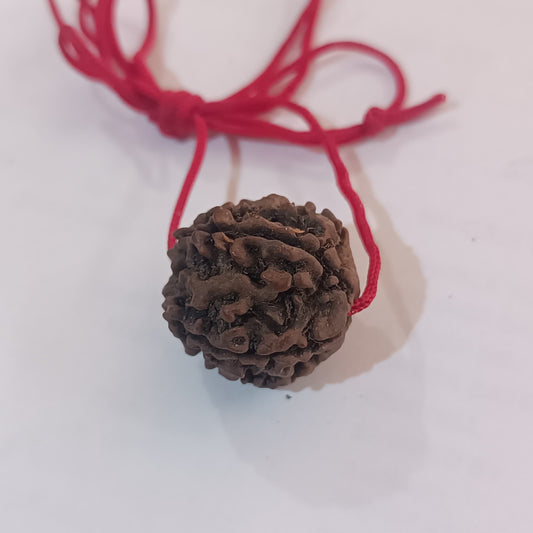 5 Mukhi Rudraksha